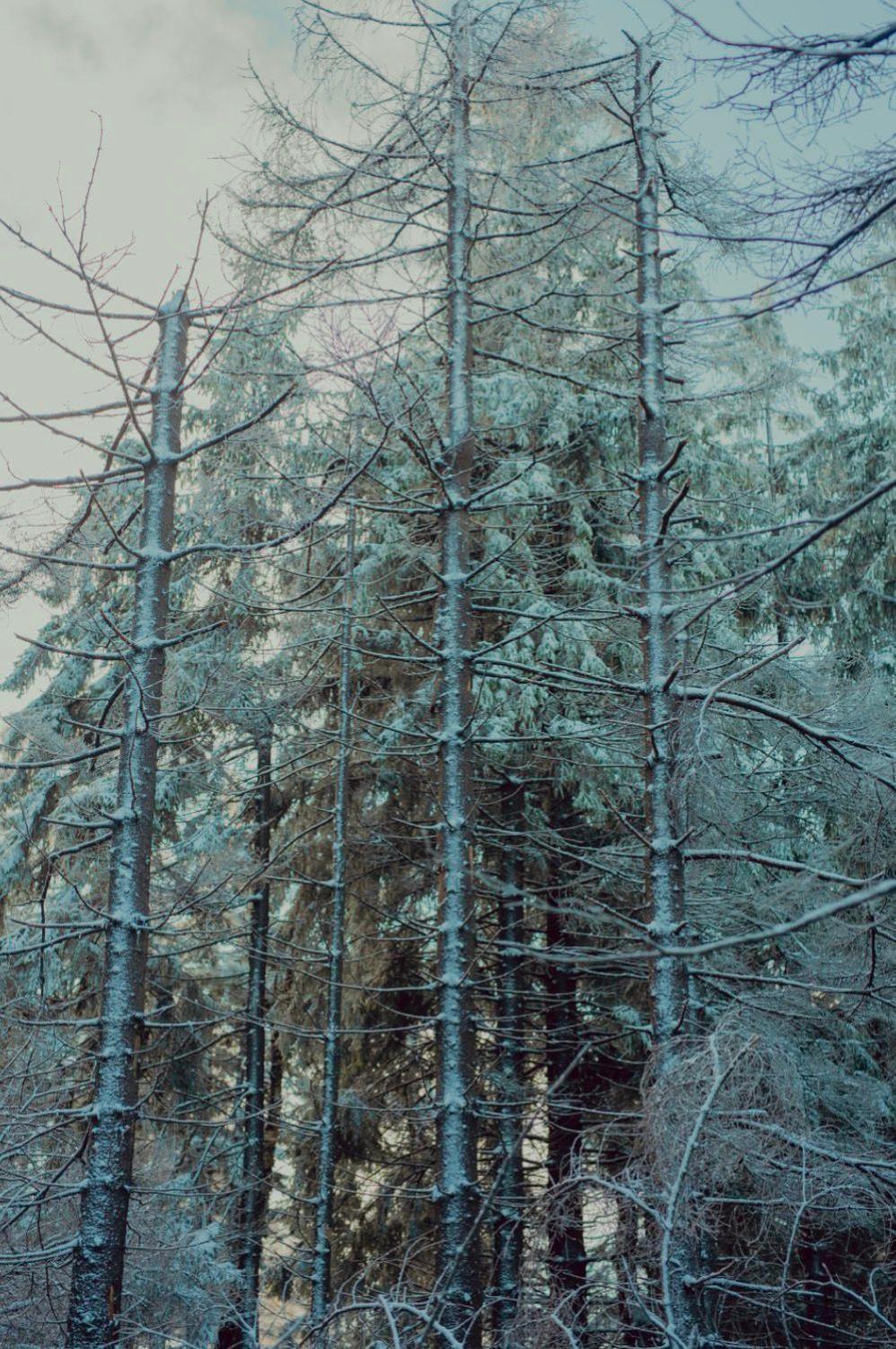 Wataha Pod Basztami - Alfa - Domki Caloroczne Радкув Экстерьер фото